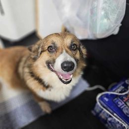 April - Pembroke Welsh Corgi