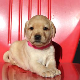 Snicker - Yellow female Labrador Retriever puppy in Camden, Indiana from Camden's Caring Canines