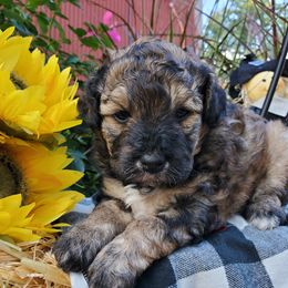 Aussiedoodles, Bernedoodles, and Goldendoodles from Mikkiana's Doodles