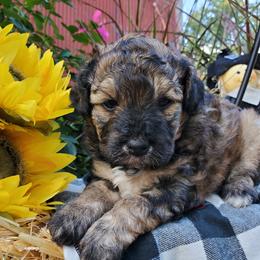 Aussiedoodles, Bernedoodles, and Goldendoodles from Mikkiana's Doodles