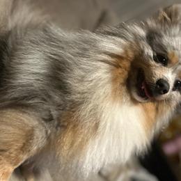 Stitch - Pomeranian