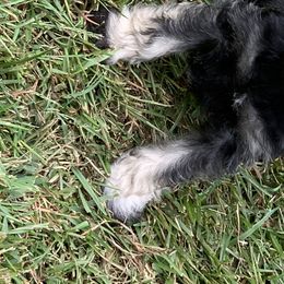 Miniature Schnauzer Puppies from Pierhaus Minature Schnauzers