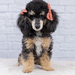 Velma - Poodle