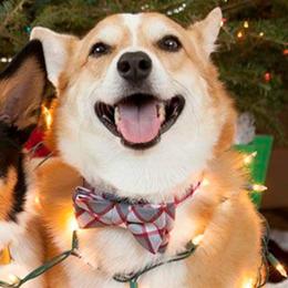 Cardigan Welsh Corgis and Pembroke Welsh Corgis from Corgi Cutees