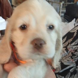 Cocker Spaniel puppies from Joron Cockers