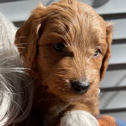 Calamity Jane - Apricot female Goldendoodle puppy in Idaho Springs, Colorado from Coppers Mountain Goldendoodles