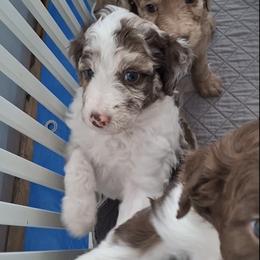 Aussiedoodle and Miniature Australian Shepherd Puppies from Aussies Acre