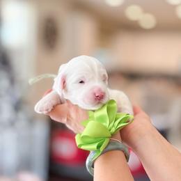 Grouper - Cream male Goldendoodle puppy in Ontario, California from Teddy Doodles & Standard Poodles