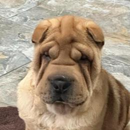 Autumn - Red fawn female Chinese Shar-Pei puppy in China, Michigan from Blackwitch Farms