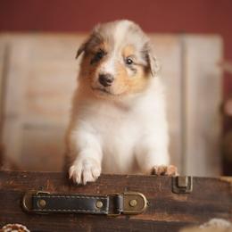 Marquis - Blue merle white and tan male Collie puppy in Blacksburg, Virginia from Blackberry Hills Cattle dogs and Collies