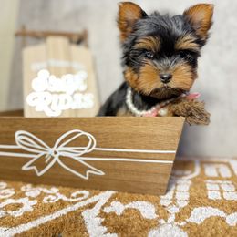Paris - Black and gold female Yorkshire Terrier puppy in Maple Heights, Ohio from Yorkiesllc