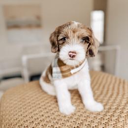 Golden Ring - 12 Days of Christmas - Merle male Goldendoodle puppy in Syracuse, Indiana from The Doodle Cove
