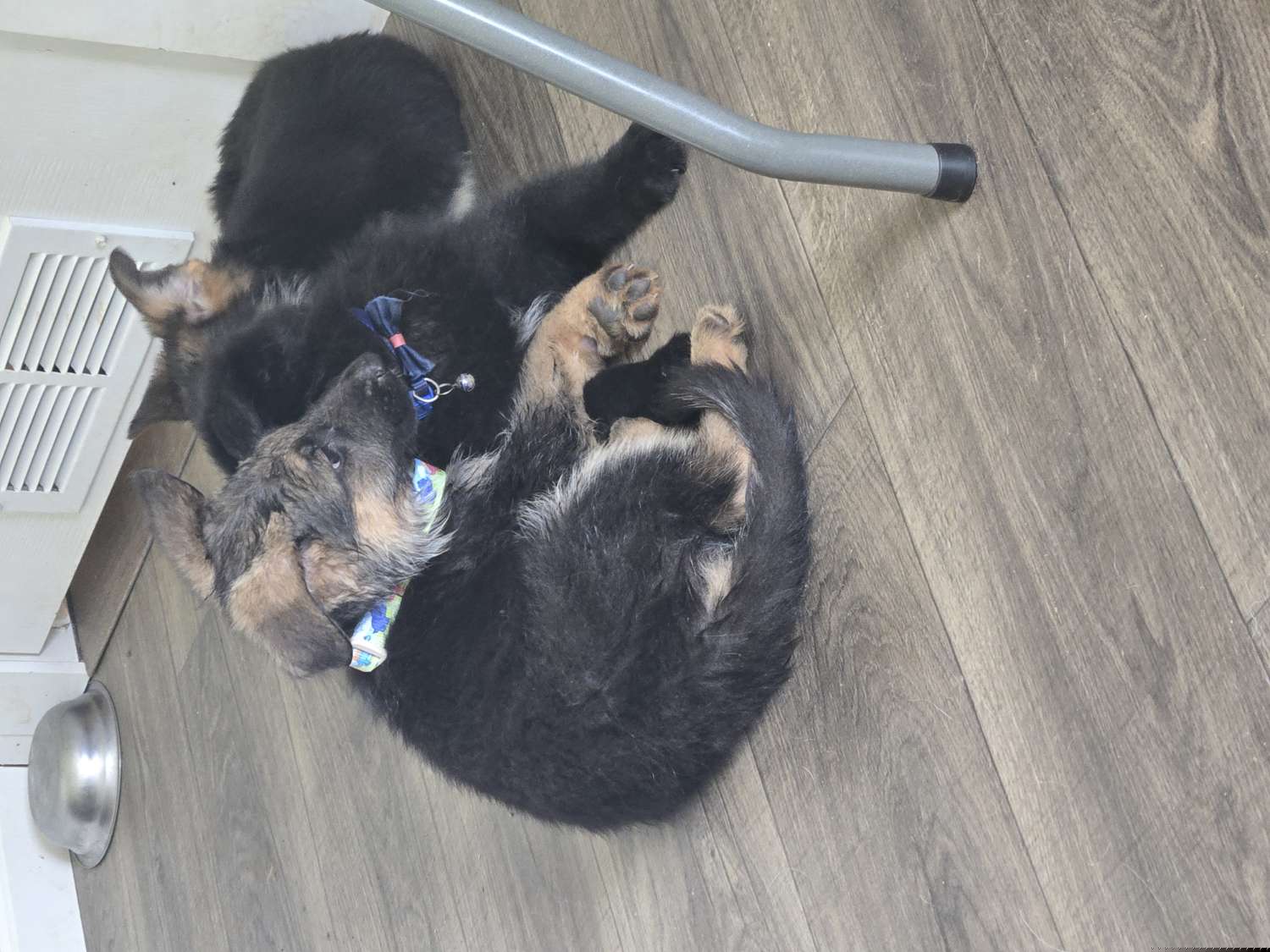 #2 brown/Bear - Black and red German Shepherd puppy in Berry, Alabama from Whisper Gray