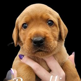 Benelli - Yellow female Labrador Retriever puppy in Sidney, Nebraska from Nebraska Strong Labradors