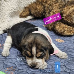 Girl 1 - Black tan and white female Beagle puppy in Lore City, Ohio from Loves Kennel