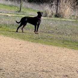 Catahoula Leopard Dogs from Cottonwood Creek Catahoula’s