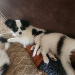 Girl 2 Sage - White and black female Papillon puppy in Bon Aqua, Tennessee from Rene's Papillon