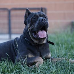 Biggie - Cane Corso
