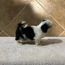 Paris - Black and white female Shih Tzu puppy in Eastvale, California from Gigi’s Shih tzu