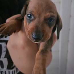 Snickers - Red male Dachshund puppy in Riverside, California from Ohana_626_kennels