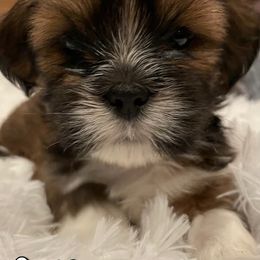 Lhasa Apso Puppies from Lhasa Fur Life