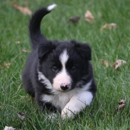 Border Collie, English Setter, and Miniature American Shepherd Puppies from First Harmony Farms
