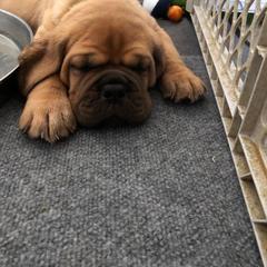 Dogue de Bordeaux Puppies from Robin Newland's Dogue de Bordeaux Puppies