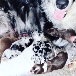 Australian Shepherd Puppies from Diamond Aussies N the Rough