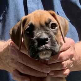 Flower - Fawn Boxer puppy in Milford, Ohio from Bearcat Boxers