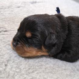 Girl 5 - Black and tan female Rottweiler puppy in Stanton, Kentucky from Vom Hause Alistair