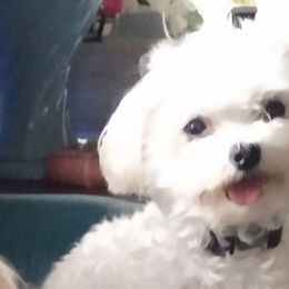 Lulu - Maltipoo