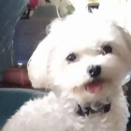 Lulu - Maltipoo