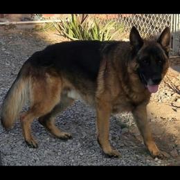 German Shepherd puppies from Minerd Ranch