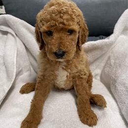 Girl-1 - Red  female Poodle puppy in Sn Bernrdno, California from JennieMiniPets
