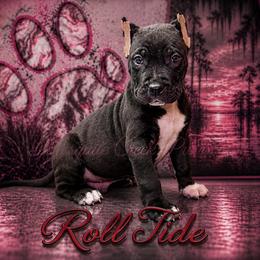 Roll Tide - Black male Perro de Presa Canario puppy in Horizon, Texas from Mesquite Creek Kennels