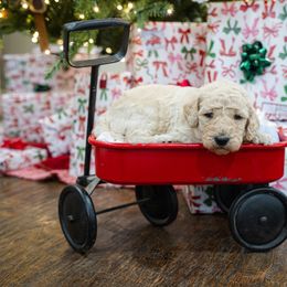 Tate - Cream male Poodle puppy in Leonard, Texas from Laird Farms