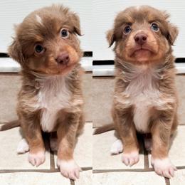Red tri male - Red tri male Toy Australian Shepherd puppy in Brooker, Florida from Honey, I Shrunk the Aussies