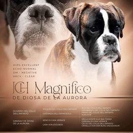 Max - Boxer