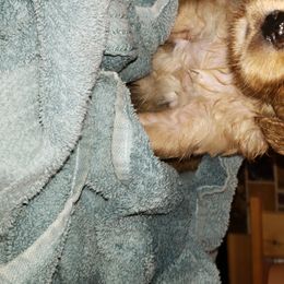 Goldendoodle Puppies from Renegade Doodles