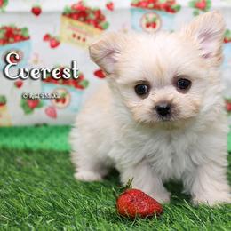 Everest - Cream male Mi-Ki puppy in Elizabeth, Colorado from Royal T Mi-Kis