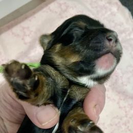 Maltipoo, Morkie, and Yorkipoo Puppies from Danza Bolo