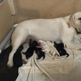 Labrador Retriever Puppies from Ski2Sky Labrador’s