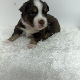 Jasper - Red tri male Miniature Australian Shepherd puppy in Hillsville, Virginia from Lottie's Mini Aussies