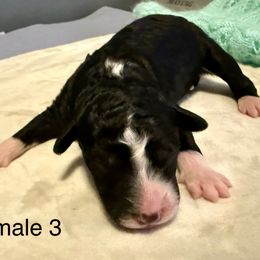 Minnie - Black and white female Aussiedoodle puppy in Tulsa, Oklahoma from Vali Girl Aussiedoodles