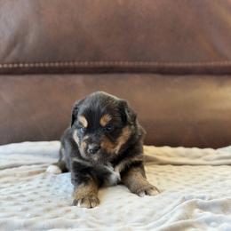 Meraxes - Black tri female Miniature Australian Shepherd puppy in Cody, Wyoming from Quartz Creek Aussies
