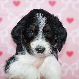 Joy (Orange Band) - Tri-color male Labradoodle puppy in Plainfield, New Jersey from Caris Paws Poodles and Labradoodles