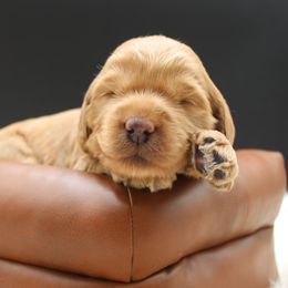 Big Ben - Gold male Australian Cobberdog puppy in Bellingham, Minnesota from Whispering Prairie Australian Cobberdog