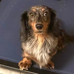 Tripsy - Dachshund