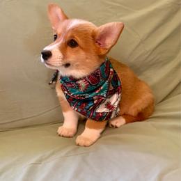 Girl 2 - Red female Pembroke Welsh Corgi puppy in Pikeville, Tennessee from Rock Solid Ranch
