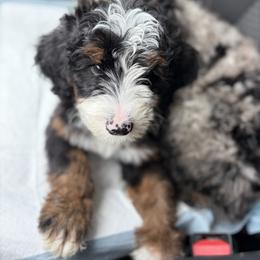 Bernedoodle and Irish Doodle Puppies from Boutique Bernedoodles & Co.